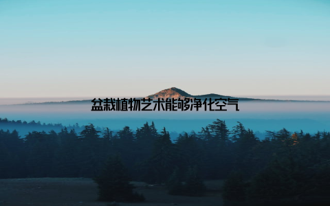 盆栽植物艺术能够净化空气
