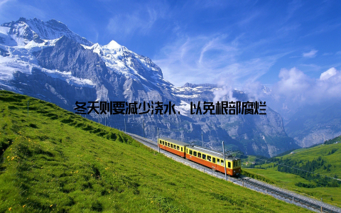 冬天则要减少浇水, 以免根部腐烂