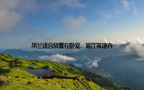 吊兰适合放置在卧室、客厅等地方