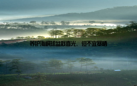 养护海桐球盆栽喜光, 但不宜暴晒