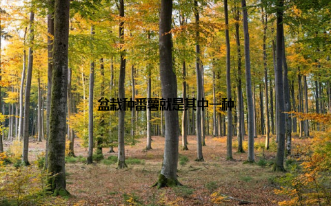 盆栽种番薯就是其中一种