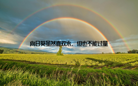 向日葵虽然喜欢水, 但也不能过量