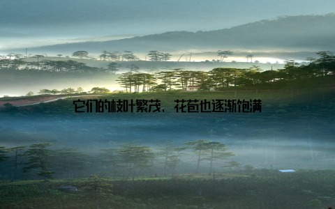 它们的枝叶繁茂, 花苞也逐渐饱满