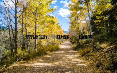 节节高盆栽, 一株绿植, 一份情感