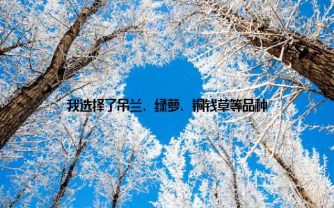 我选择了吊兰、绿萝、铜钱草等品种