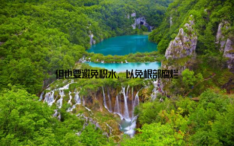 但也要避免积水, 以免根部腐烂