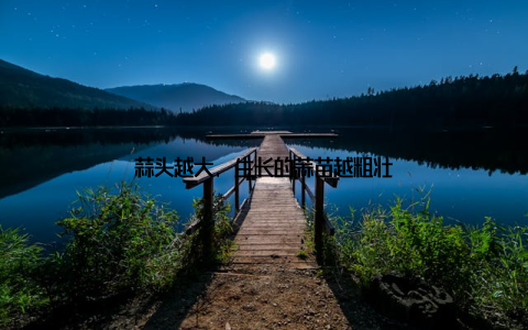 蒜头越大, 生长的蒜苗越粗壮