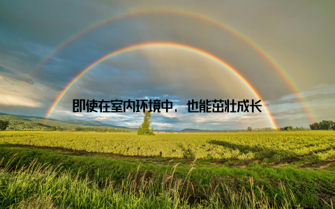 即使在室内环境中, 也能茁壮成长