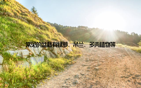 常见的盆栽有绿萝、吊兰、多肉植物等