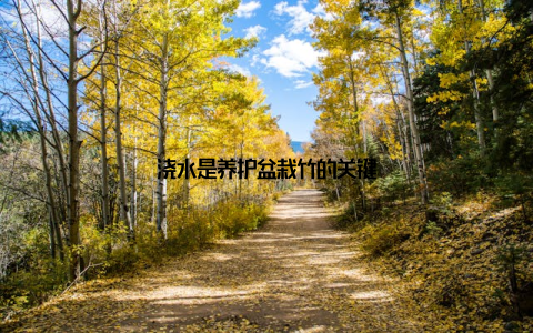 浇水是养护盆栽竹的关键