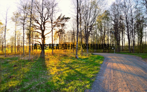 清洁定期清洁叶片, 保持植株整洁