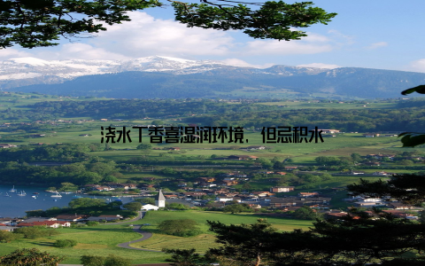 浇水丁香喜湿润环境, 但忌积水