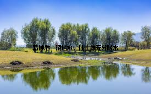 栽种后, 浇透水, 让土壤充分吸水