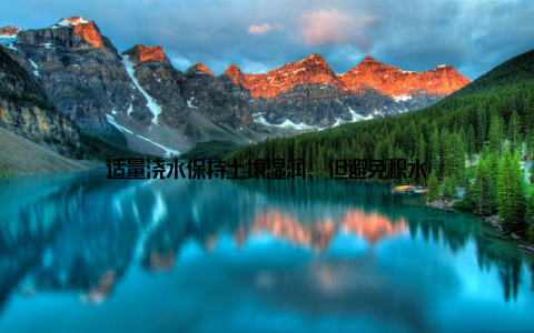 适量浇水保持土壤湿润, 但避免积水