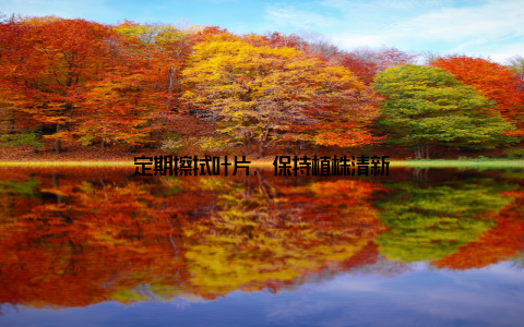 定期擦拭叶片, 保持植株清新