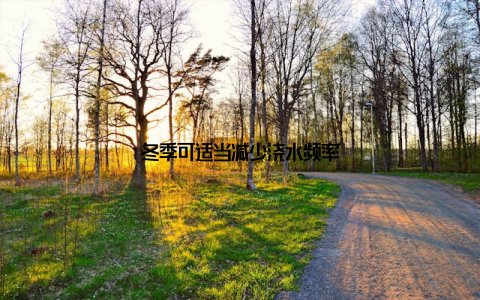 冬季可适当减少浇水频率