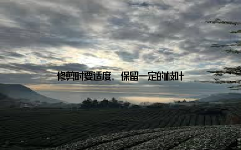 修剪时要适度, 保留一定的枝叶