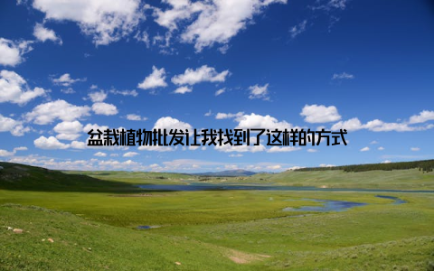 盆栽植物批发让我找到了这样的方式