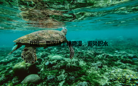 因此, 要保持土壤微湿, 避免积水