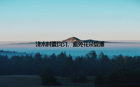 浇水时要均匀, 避免花朵受潮