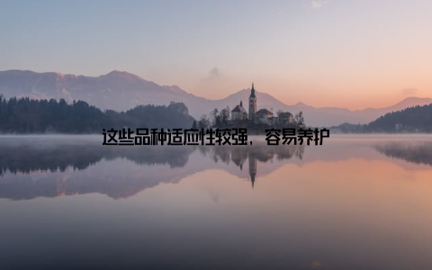 这些品种适应性较强, 容易养护