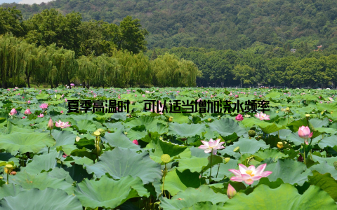 夏季高温时, 可以适当增加浇水频率