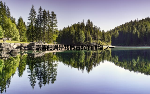常春藤则是我最喜欢的植物之一