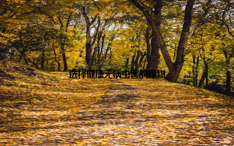 选择健康无病虫害的植物