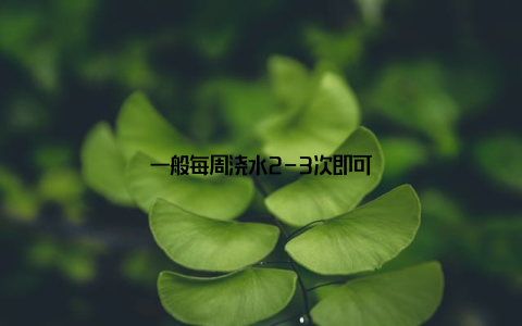 一般每周浇水2-3次即可