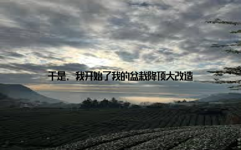 于是, 我开始了我的盆栽降顶大改造