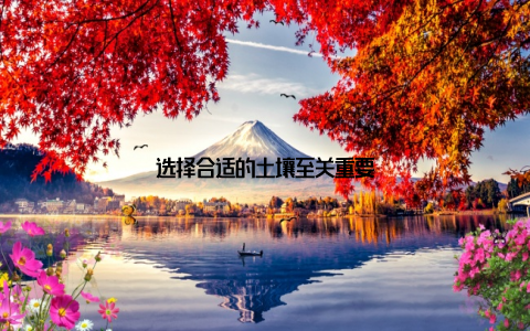 选择合适的土壤至关重要