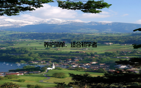 养护简单, 适合初学者