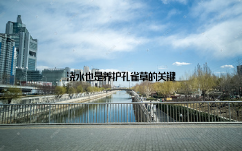 浇水也是养护孔雀草的关键