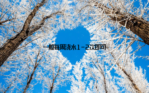 一般每周浇水1-2次即可