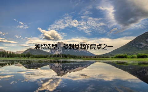 独特造型, 多刺盆栽的亮点之一