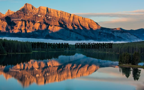 修剪过长的枝条, 保留适宜的长度