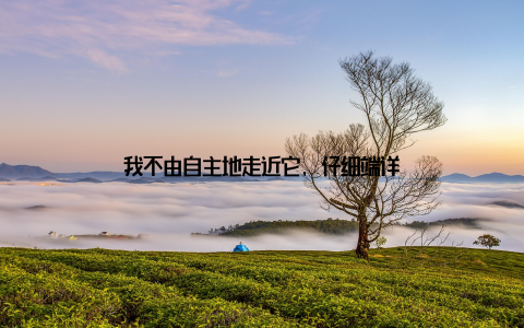 我不由自主地走近它, 仔细端详