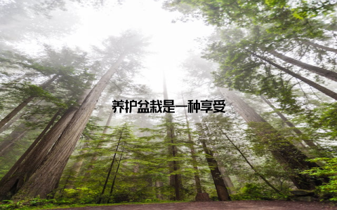 养护盆栽是一种享受