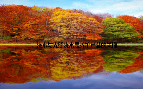 二、浇水与光照浇水是养护芦荟的关键