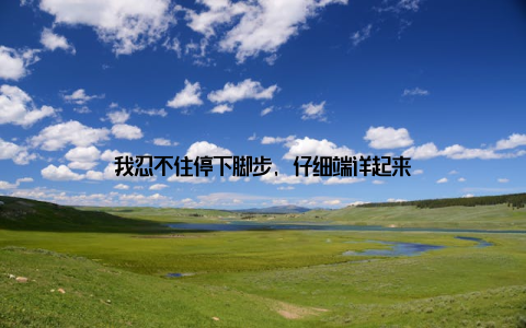 我忍不住停下脚步, 仔细端详起来