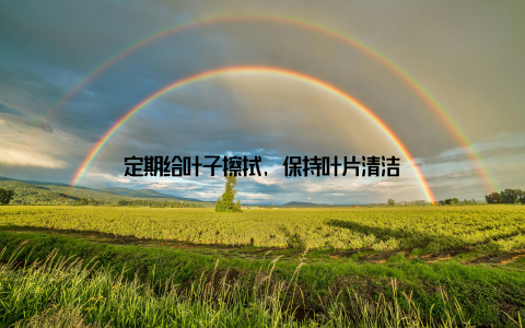 定期给叶子擦拭, 保持叶片清洁