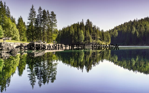 适量浇水保持土壤湿润, 但避免积水