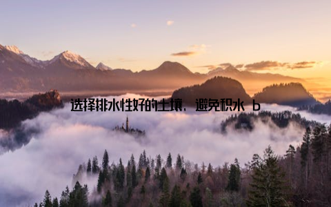 选择排水性好的土壤, 避免积水 b